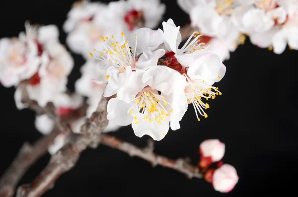 Flor de pêssego — Fotografia de Stock