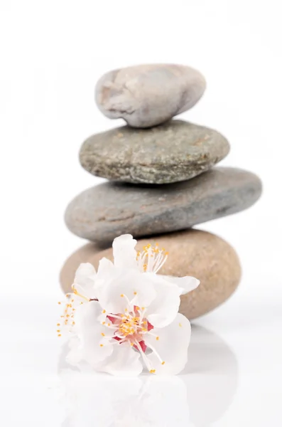 Peach blossom and stone — Stock Photo, Image