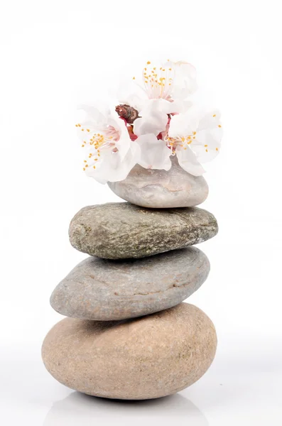 Melocotón flor y piedra — Foto de Stock