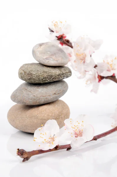 Şeftali blossom ve taş — Stok fotoğraf