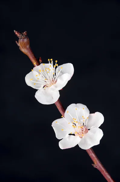복숭아의 꽃 — 스톡 사진