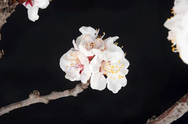 Flor de pêssego — Fotografia de Stock