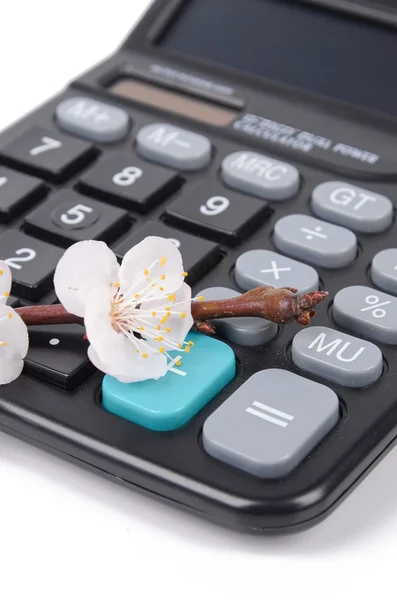 Calcolatrice e fiori di pesco — Foto Stock