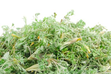 Herba artimisiae sieversianae