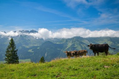 Güneşli yaz günlerinde İsviçre Alplerinde otlayan inekler ve elbette dağlarda güzel manzaralar.