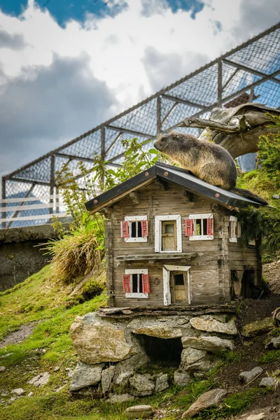 グリムセルパス スイス 8月11 2019 夏の間 スイスのグリムセルパスの上にマートを収容する小さな木造住宅2019 — ストック写真