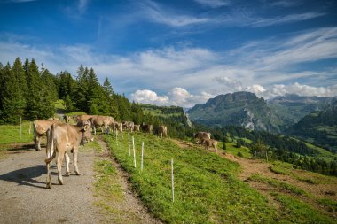 İnekler İsviçre 'deki Hoch Ybrig dağlarında yürüyüş yolunu tıkıyor.