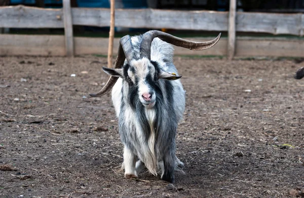 蓬松头发山羊的农场 — 图库照片