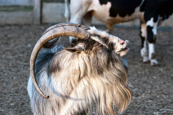 シャギーの髪のヤギ — ストック写真