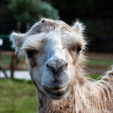Bactrian deve (Camelus bactrianus)