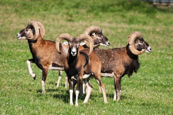 Manada de muflões (ovis musimon ) — Fotografia de Stock