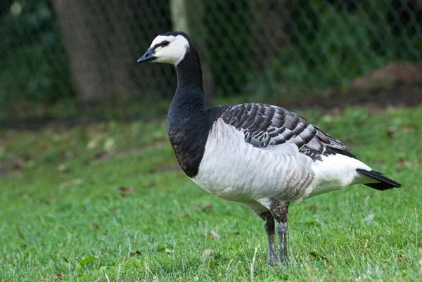 Barnacle Goose (Branta Leucopsis) — Stock Photo, Image