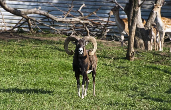 Muflonů (ovis musimon) — Stock fotografie