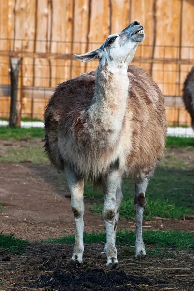 Llama (lama glama) — Stock Photo, Image