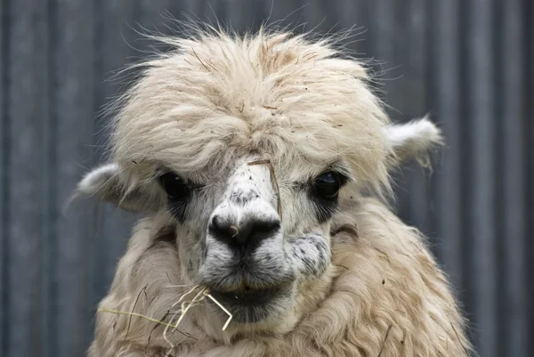 Alpaca (Vicugna pacos) — Stock Photo, Image