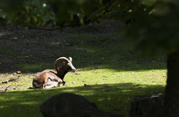 Mouflon (ヒツジ属 musimon) — ストック写真