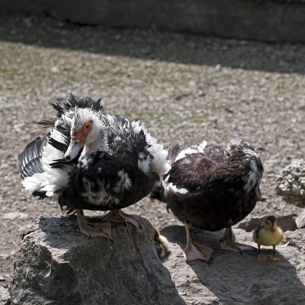 Muscovy ducks (carina moschata) — Stock Photo, Image