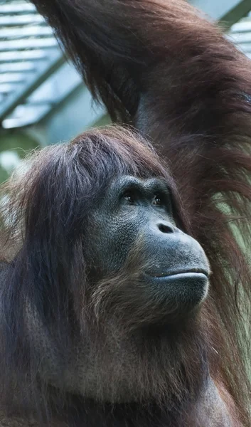 Orangutan (Pongo pygmaeus) — Stock Photo, Image