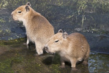 İki yetişkin Capibara (Hydrochoerus hydrochaeris)
