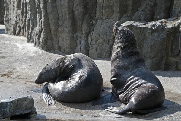 Brown Fur Seals (Arctocephalus pusillus) — Stock Photo, Image
