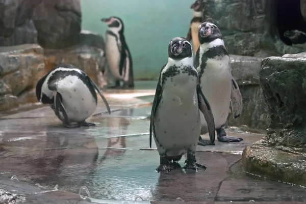 Humboldt penguin — Stock Photo, Image