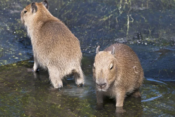Capybara (Hydrochoerus hydrochaeris) ) — стоковое фото