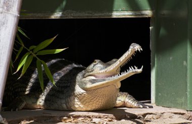 Gavial Hint (Gavialis gangeticus) Hayvanat Bahçesi