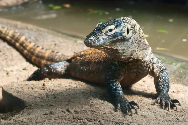 Drago di Komodo (Varanus komodoensis ) — Foto Stock