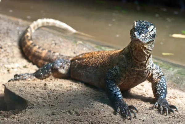 Portrait de Dragon Komodo — Photo