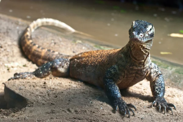 Porträtt av komodo dragon — Stockfoto