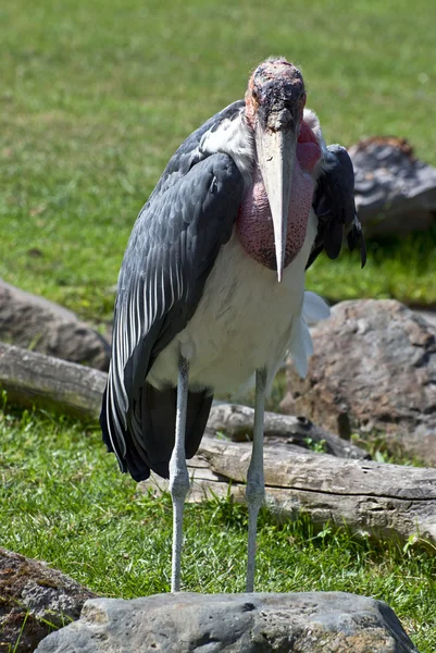 Ill white-naped crane — Stock Photo, Image