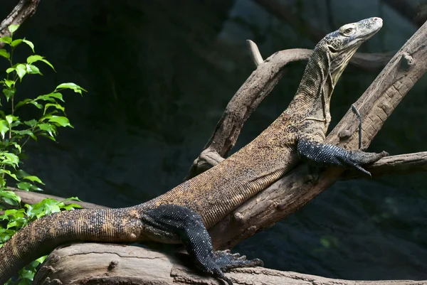 Komodo dragon is heated — Stock Photo, Image