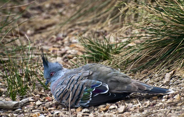 Haubentaube (Ocyphaps lophotes)) — Stockfoto