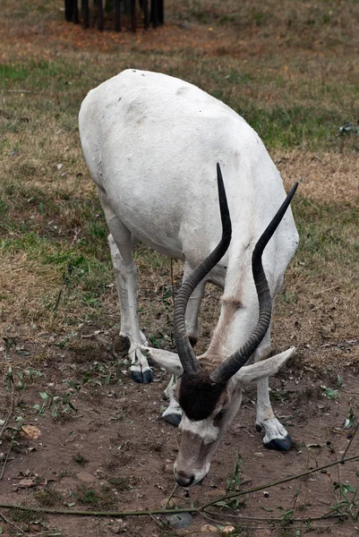 Addax nasomaculatus — Photo