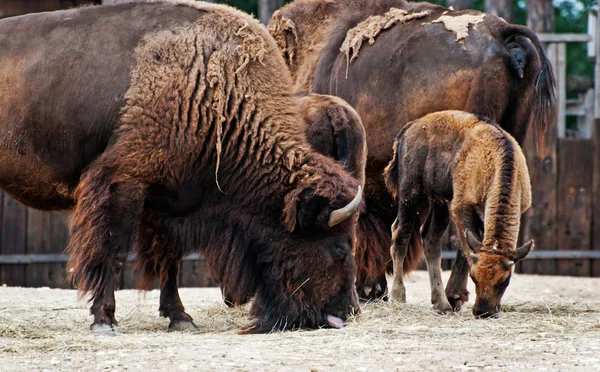 Bisonte americano (Bisonte bisonte ) — Foto de Stock