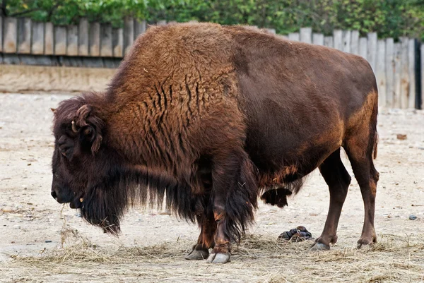 American Bison — Stockfoto