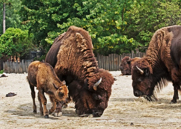 Bisonte con ternera —  Fotos de Stock