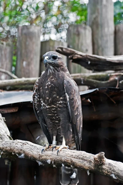 Harrier pantano (circo aeruginosus) —  Fotos de Stock