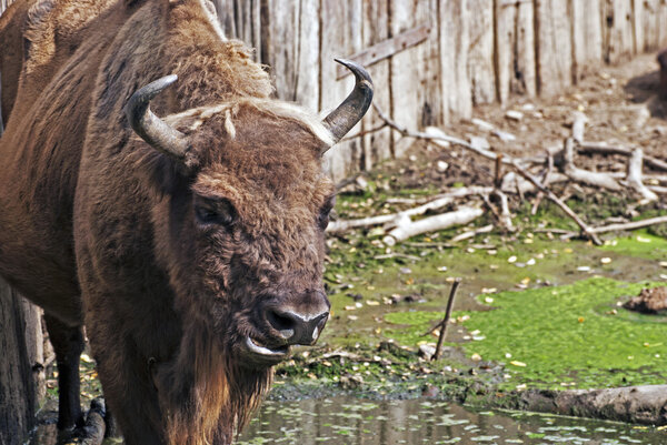 European bison (Bison bonasus)