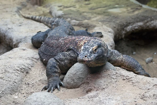 Grande Dragão de Komodo — Fotografia de Stock