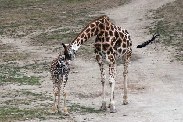 Rothschild giraffer (Giraffa camelopardalis rothschildi) — Stockfoto