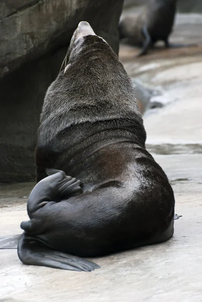 Brown Fur Seals, the dark side — Stock Photo, Image