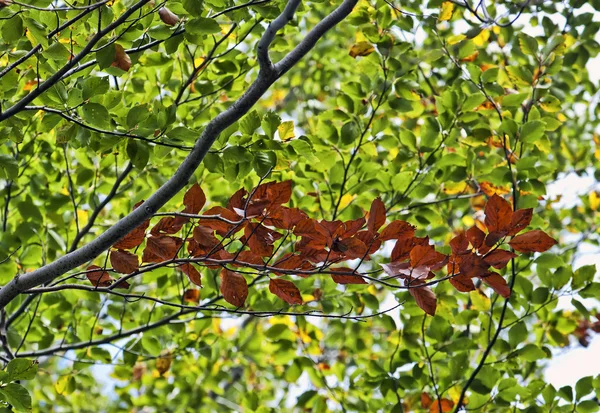 Hojas coloridas en árbol de otoño — Foto de Stock