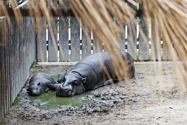 Pygmy Hippopotamus (choeropsis liberiensis) and a baby — Stock Photo, Image