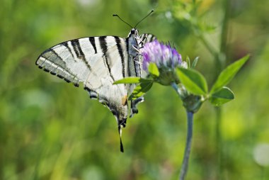 Kelebek swallowtail (Papilio machaon)