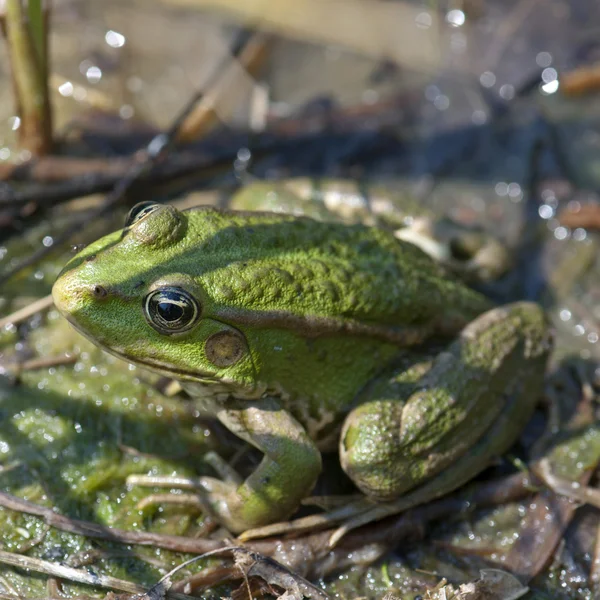 Green frog — Stock Photo, Image