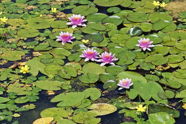 Lírios de água em flor — Fotografia de Stock