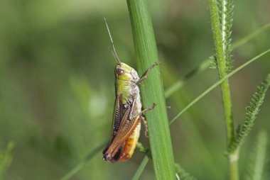 Bir çekirge çim (Chorthippus paralellus)