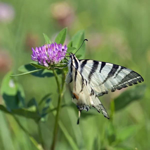 Gemensamma gul Swallowtail (Papilio machaon) — Stockfoto