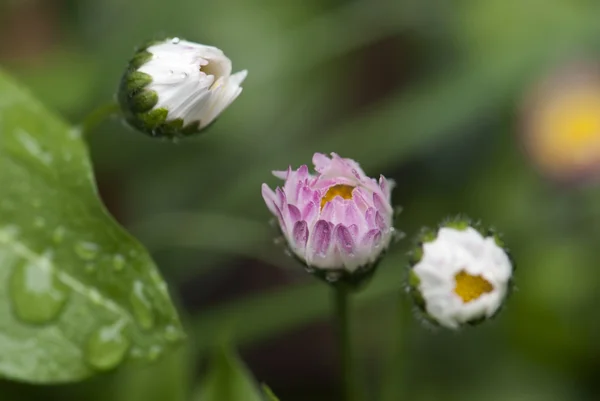 Malé bílé a růžové květy — Stock fotografie